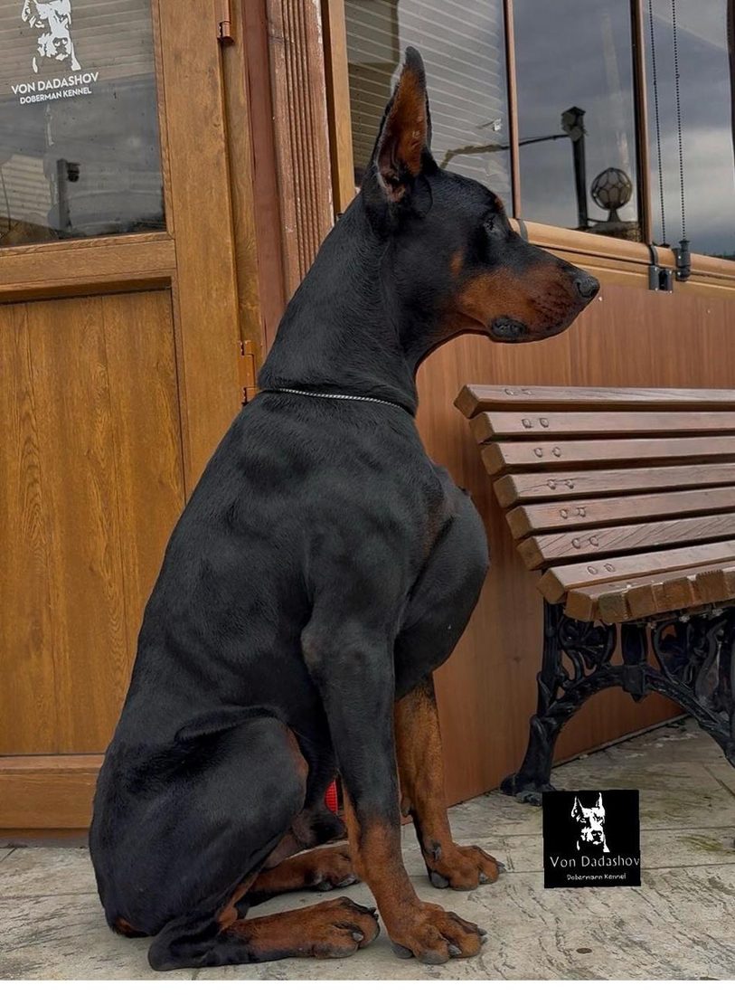 Porsche, foundation sire