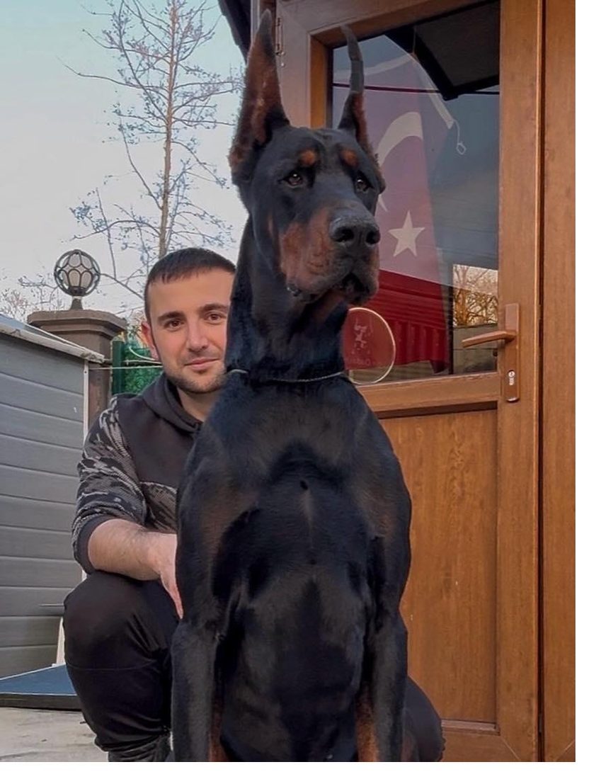 Porsche, foundation sire