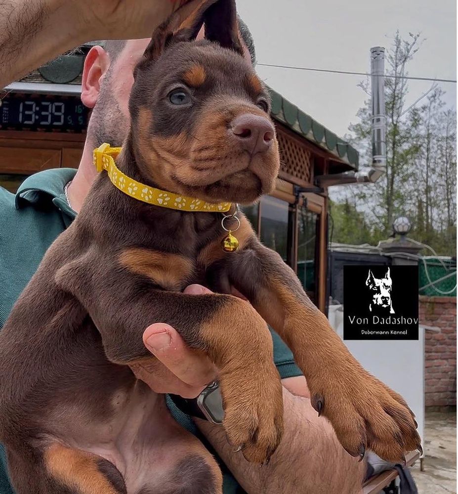 Von Dadashov puppy Nox at thirty-seven days