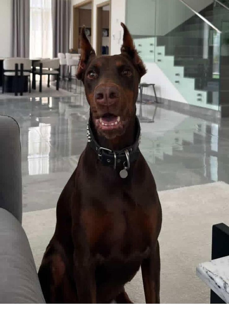 A Von Dadashov Dobermann abroad